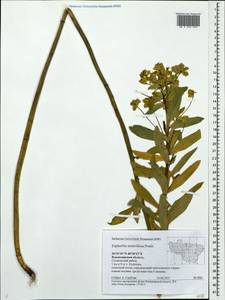Euphorbia semivillosa (Prokh.) Krylov, Eastern Europe, Central region (E4) (Russia)