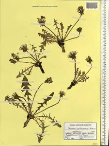 Taraxacum erythrospermum Andrz. ex Besser, Eastern Europe, Central forest-and-steppe region (E6) (Russia)