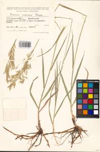 Bromus inermis Leyss., Middle Asia, Caspian Ustyurt & Northern Aralia (M8) (Kazakhstan)