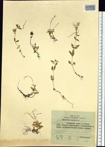 Epilobium anagallidifolium Lam., Siberia, Russian Far East (S6) (Russia)