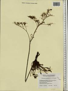 Limonium gmelinii (Willd.) Kuntze, Eastern Europe, Eastern region (E10) (Russia)