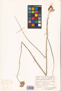 Allium sphaerocephalon L., Eastern Europe, Lower Volga region (E9) (Russia)