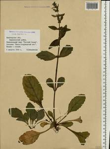 Ajuga reptans L., Eastern Europe, Northern region (E1) (Russia)