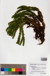 Huperzia selago (L.) Bernh., Eastern Europe, Central region (E4) (Russia)