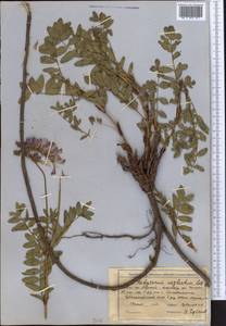 Hedysarum neglectum Ledeb., Middle Asia, Northern & Central Tian Shan (M4) (Kazakhstan)