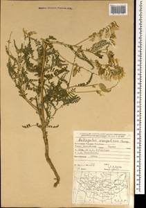 Astragalus mongholicus Bunge, Mongolia (MONG) (Mongolia)