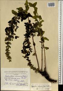 Nepeta lophanthus (L.) Fisch. ex Loew, Mongolia (MONG) (Mongolia)