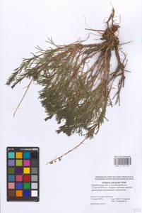 Artemisia salsoloides Willd., Eastern Europe, Eastern region (E10) (Russia)