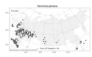 Veronica persica Poir., Atlas of the Russian Flora (FLORUS) (Russia)
