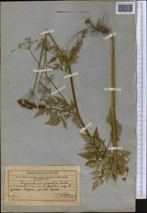 Aegopodium alpestre Ledeb., Middle Asia, Western Tian Shan & Karatau (M3) (Uzbekistan)