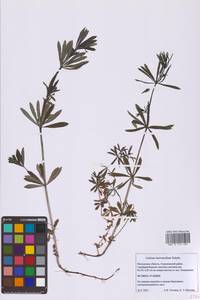 Galium intermedium Schult., Eastern Europe, Moscow region (E4a) (Russia)