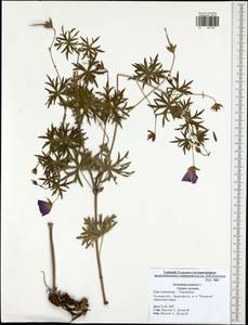 Geranium pratense L., Eastern Europe, Central region (E4) (Russia)