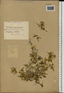 Xanthium spinosum L., Eastern Europe, South Ukrainian region (E12) (Ukraine)