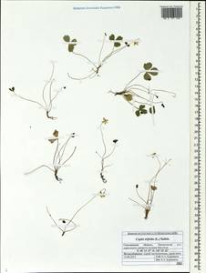 Coptis trifolia (L.) Salisb., Siberia, Russian Far East (S6) (Russia)