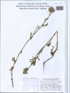 Phacelia tanacetifolia Benth., Eastern Europe, Middle Volga region (E8) (Russia)