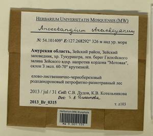 Anoectangium stracheyanum Mitt., Bryophytes, Bryophytes - Russian Far East (excl. Chukotka & Kamchatka) (B20) (Russia)