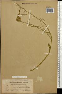 Raphanus raphanistrum subsp. landra (Moretti ex DC.) Bonnier & Layens, Caucasus, Georgia (K4) (Georgia)