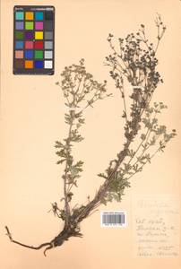 Potentilla argentea L., Siberia, Russian Far East (S6) (Russia)