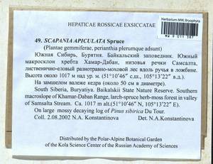 Scapania apiculata Spruce, Bryophytes, Bryophytes - Baikal & Transbaikal regions (B18) (Russia)
