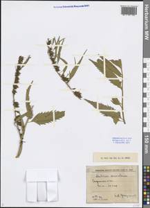 Datisca cannabina L., Middle Asia, Pamir & Pamiro-Alai (M2) (Tajikistan)