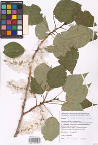 Populus tremuloides Michx., Eastern Europe, Central forest-and-steppe region (E6) (Russia)