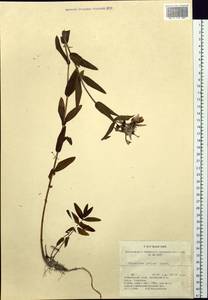 Hypericum ascyron subsp. gebleri (Ledeb.) N. Robson, Siberia, Russian Far East (S6) (Russia)
