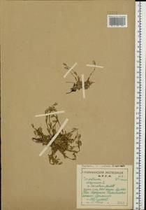 Cerastium alpinum L., Eastern Europe, Northern region (E1) (Russia)