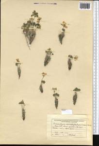 Paraquilegia microphylla (Royle) J. Drumm. & Hutch., Middle Asia, Pamir & Pamiro-Alai (M2) (Kyrgyzstan)