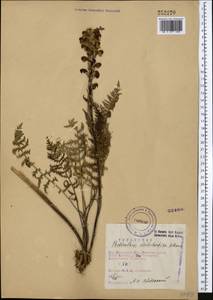Pedicularis dolichorhiza Schrenk, Middle Asia, Western Tian Shan & Karatau (M3) (Kazakhstan)