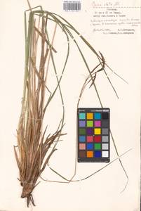 Carex elata All., Eastern Europe, Estonia (E2c) (Estonia)