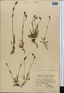 Silene uralensis subsp. apetala (L.) Bocquet, Middle Asia, Western Tian Shan & Karatau (M3) (Uzbekistan)