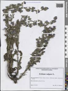 Echium vulgare L., Siberia, Western Siberia (S1) (Russia)