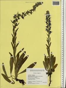 Echium vulgare L., Eastern Europe, Central forest-and-steppe region (E6) (Russia)