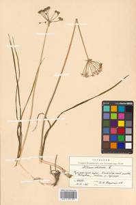 Allium tuberosum Rottler ex Spreng., Siberia, Russian Far East (S6) (Russia)