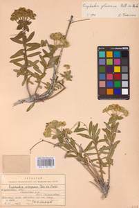 Euphorbia glareosa Pall. ex M.Bieb., Eastern Europe, North Ukrainian region (E11) (Ukraine)