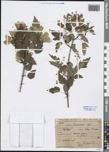 Acer tataricum subsp. semenovii (Regel & Herder) A. E. Murray, Middle Asia, Western Tian Shan & Karatau (M3) (Kyrgyzstan)