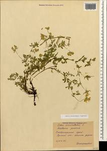 Lotus corniculatus subsp. corniculatus, Caucasus, Stavropol Krai, Karachay-Cherkessia & Kabardino-Balkaria (K1b) (Russia)