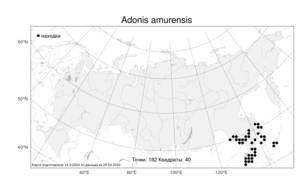 Adonis amurensis Regel & Radde, Atlas of the Russian Flora (FLORUS) (Russia)