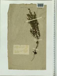 Artemisia glauca Pall. ex Willd., Siberia, Baikal & Transbaikal region (S4) (Russia)