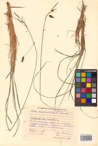 Carex middendorffii F.Schmidt, Siberia, Russian Far East (S6) (Russia)