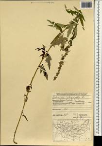 Artemisia integrifolia L., Mongolia (MONG) (Mongolia)