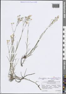 Eremogone saxatilis (L.) Ikonn., Eastern Europe, Middle Volga region (E8) (Russia)