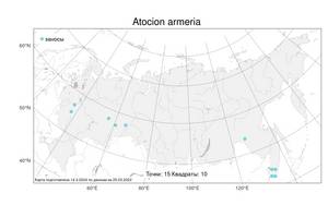 Atocion armeria (L.) Raf., Atlas of the Russian Flora (FLORUS) (Russia)