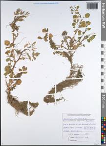 Nasturtium officinale W. T. Aiton, Caucasus, Black Sea Shore (from Novorossiysk to Adler) (K3) (Russia)