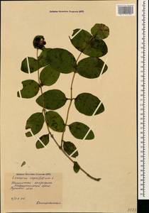 Lonicera caprifolium L., Caucasus, Stavropol Krai, Karachay-Cherkessia & Kabardino-Balkaria (K1b) (Russia)