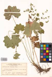Alchemilla micans Buser, Eastern Europe, Moscow region (E4a) (Russia)