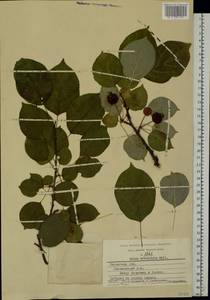 Malus sylvestris Mill., Eastern Europe, Central region (E4) (Russia)