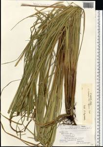 Carex evoluta Hartm., Eastern Europe, Belarus (E3a) (Belarus)