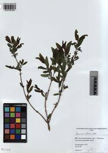 KUZ 004 665, Lonicera caerulea subsp. altaica (Pall.) Gladkova, Siberia, Altai & Sayany Mountains (S2) (Russia)