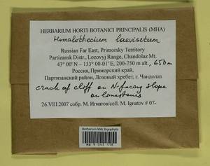 Oticodium laevisetum (Sande Lac.) Huttunen, Hedenäs & Ignatov, Bryophytes, Bryophytes - Russian Far East (excl. Chukotka & Kamchatka) (B20) (Russia)